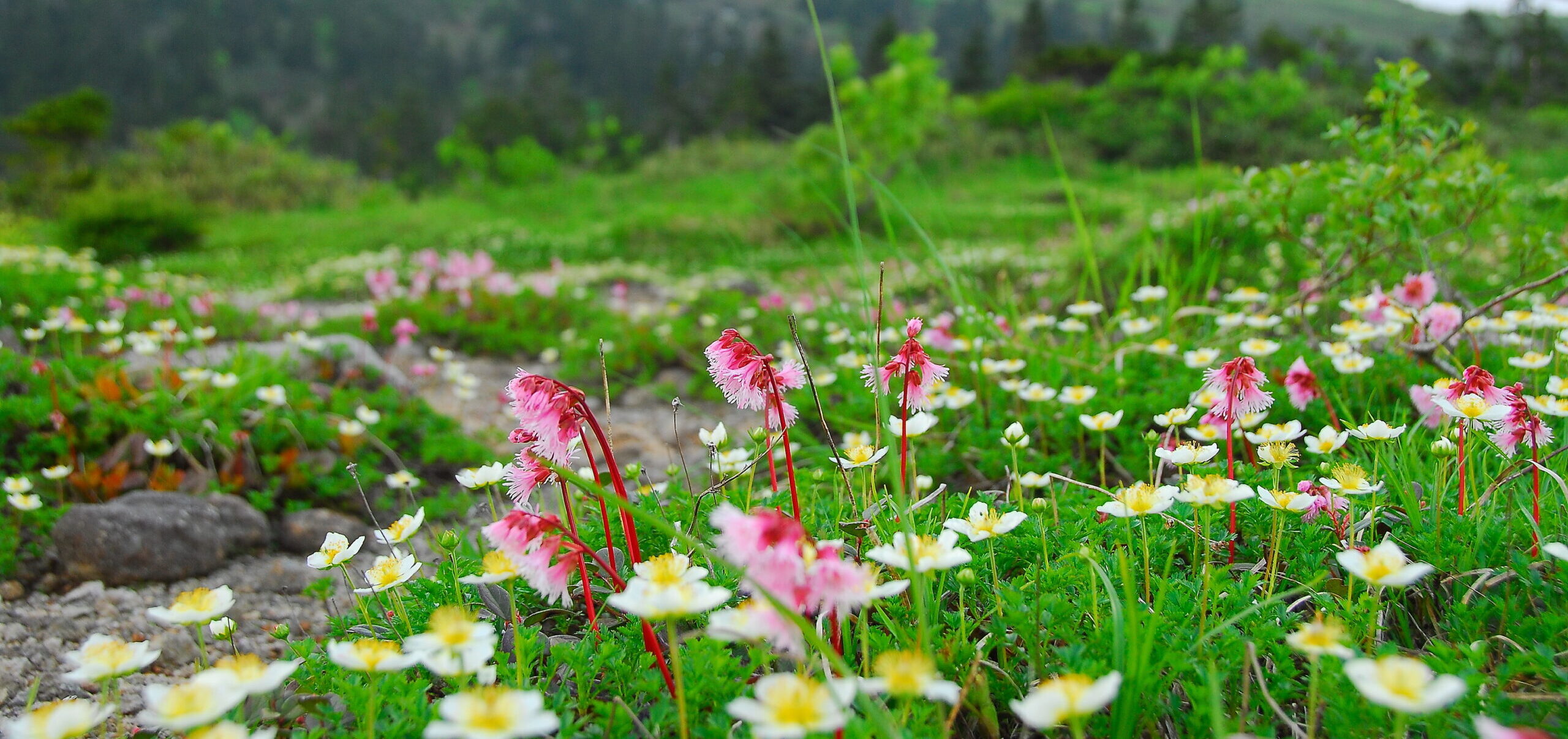 森吉山の花畑