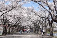 北秋田市フラワーロードマラソンのイメージ
