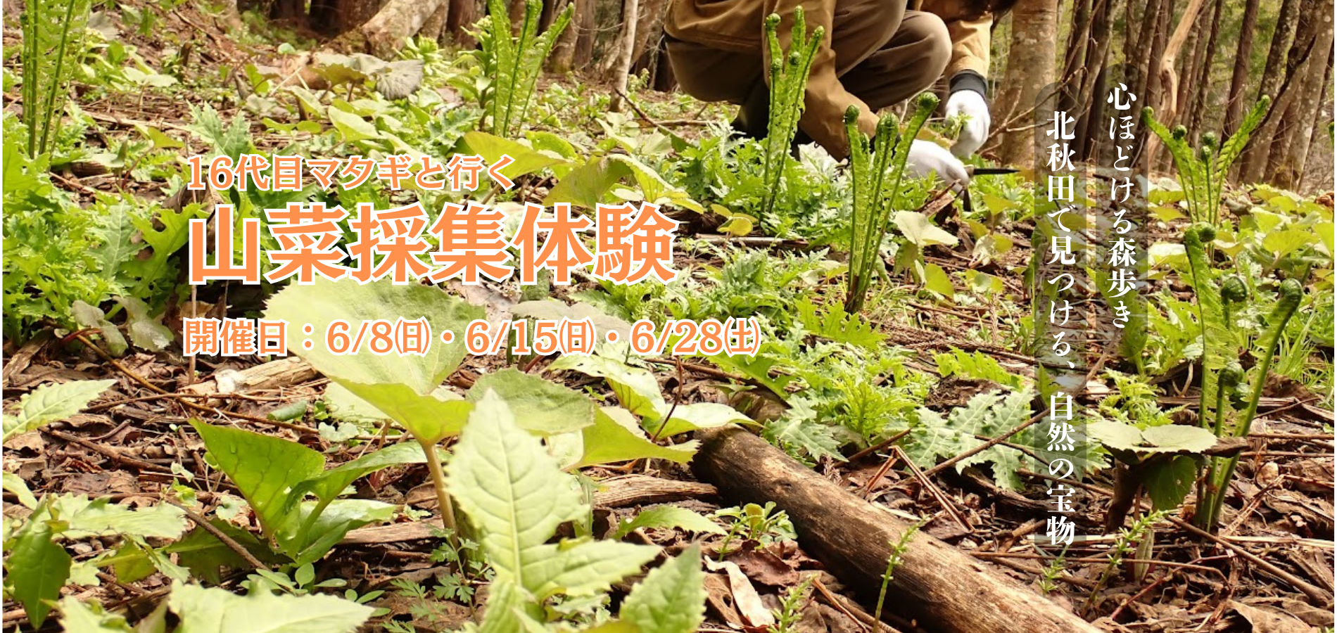 十六代目マタギと行く！北秋田 山菜採集体験ツアーバナー