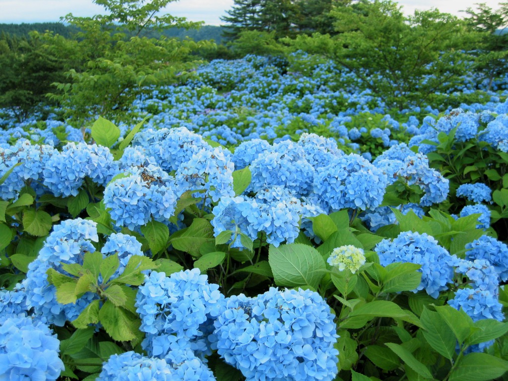 翠雲公園のアジサイ