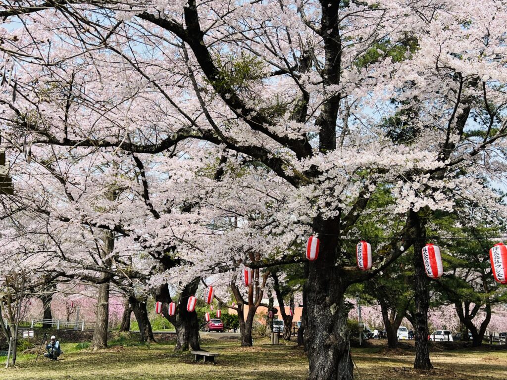 桜まつり
